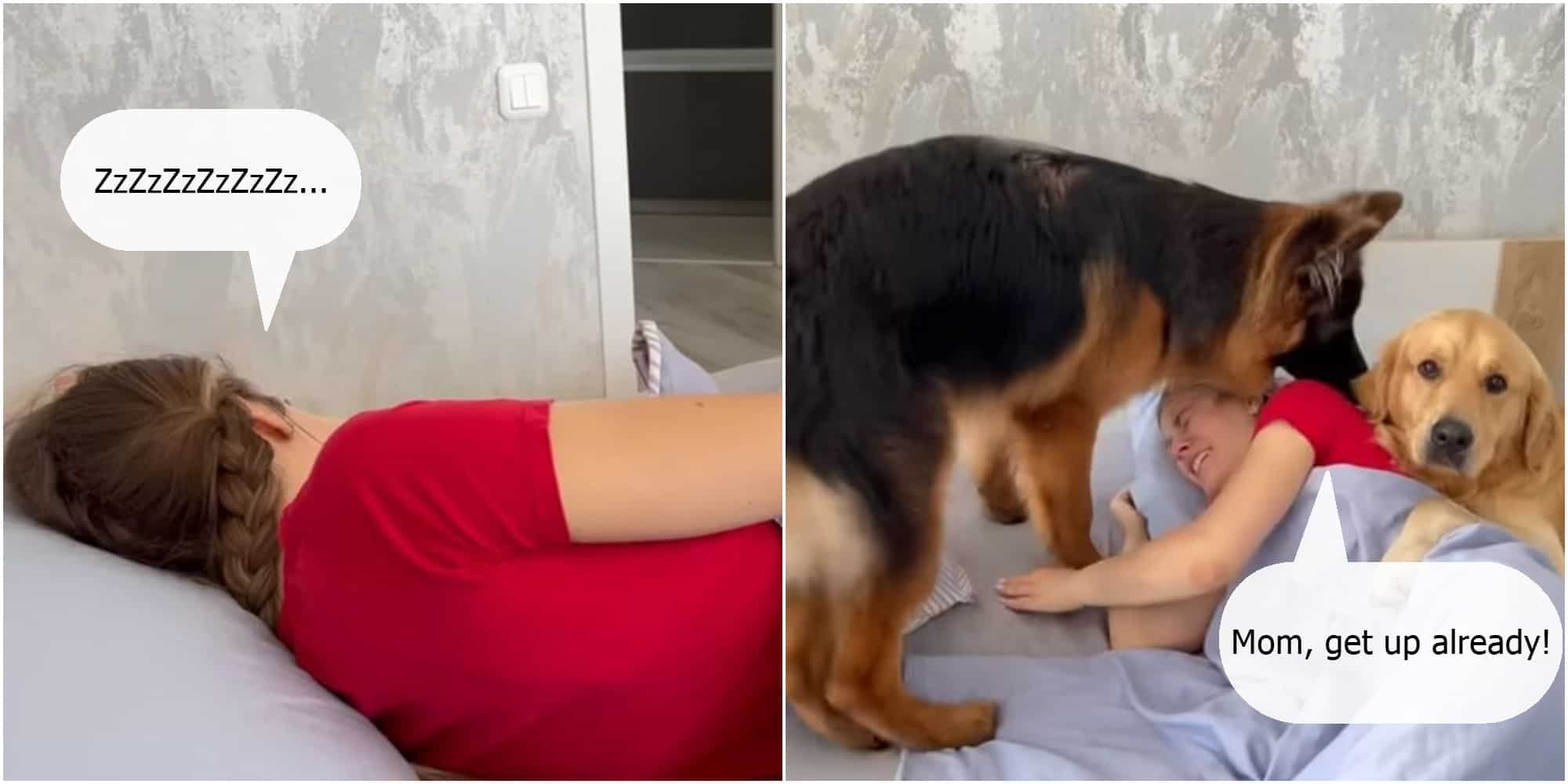 photo showing waking up after getting a gsd