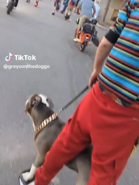 pit bull on a leash