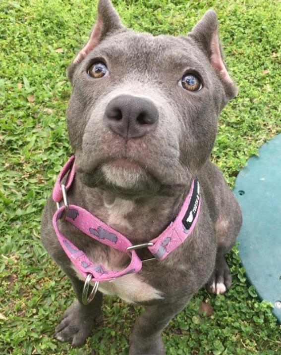 pit bull sits on the grass and looks at the camera
