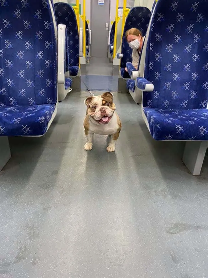 pit bull tied up on the bus