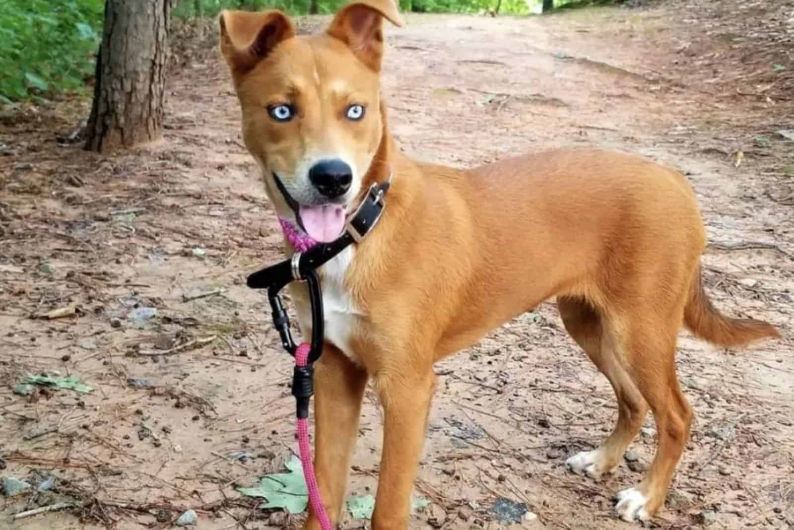 pitbull and husky mix