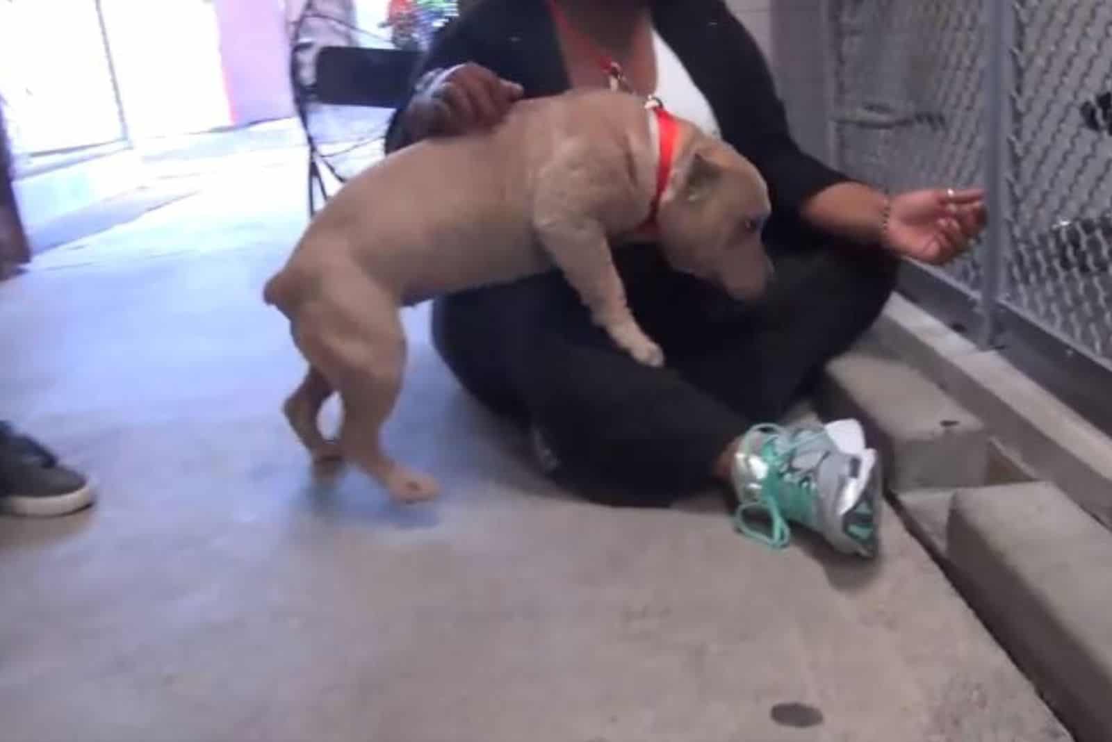 pitbull dog playing with a woman sitting on the floor