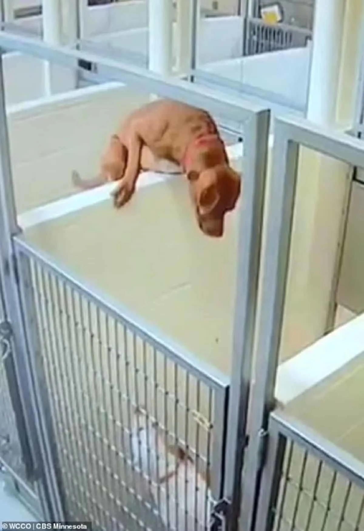 pittie jumping over wall in a shelter