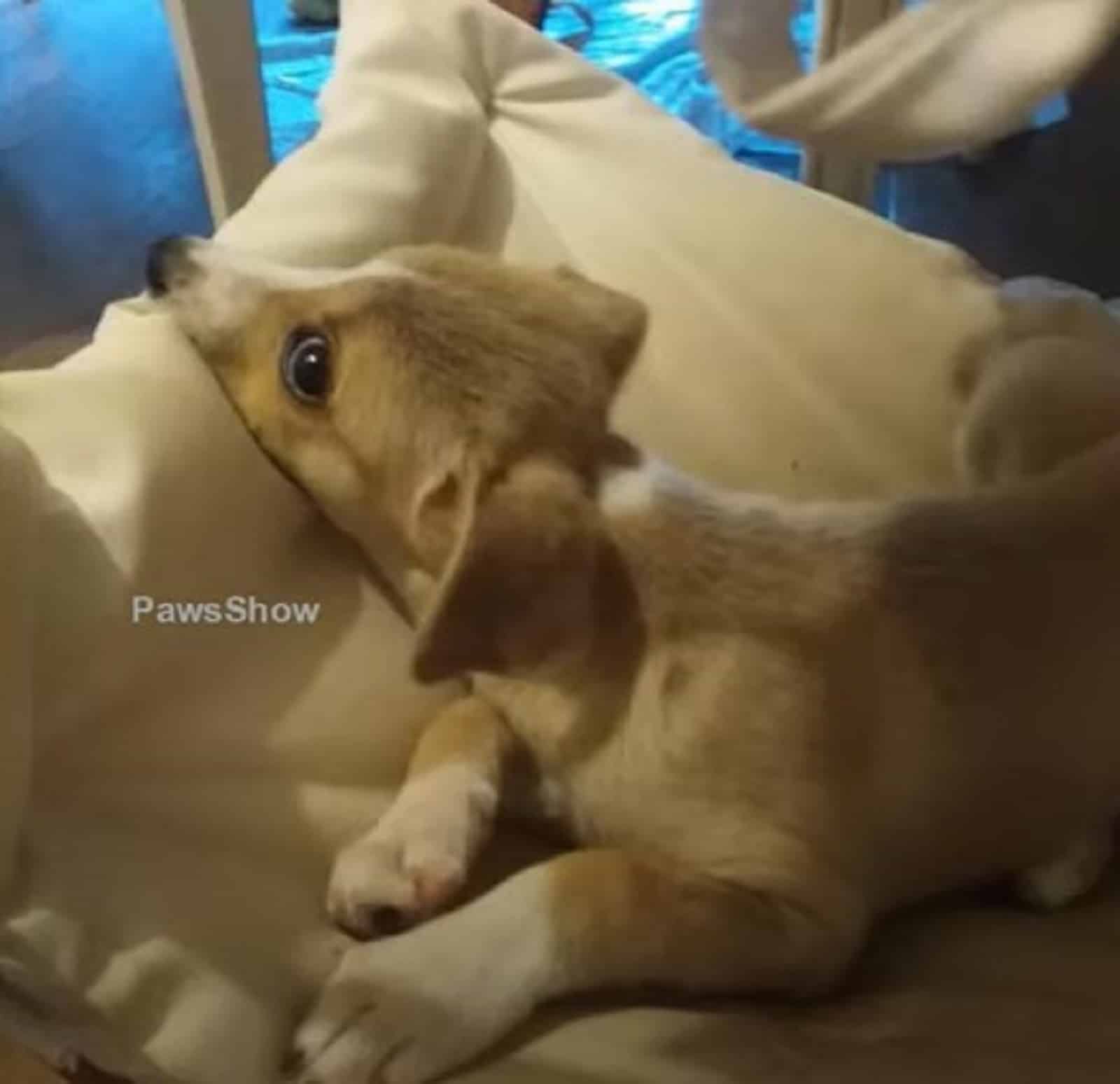 playful puppy in his bed