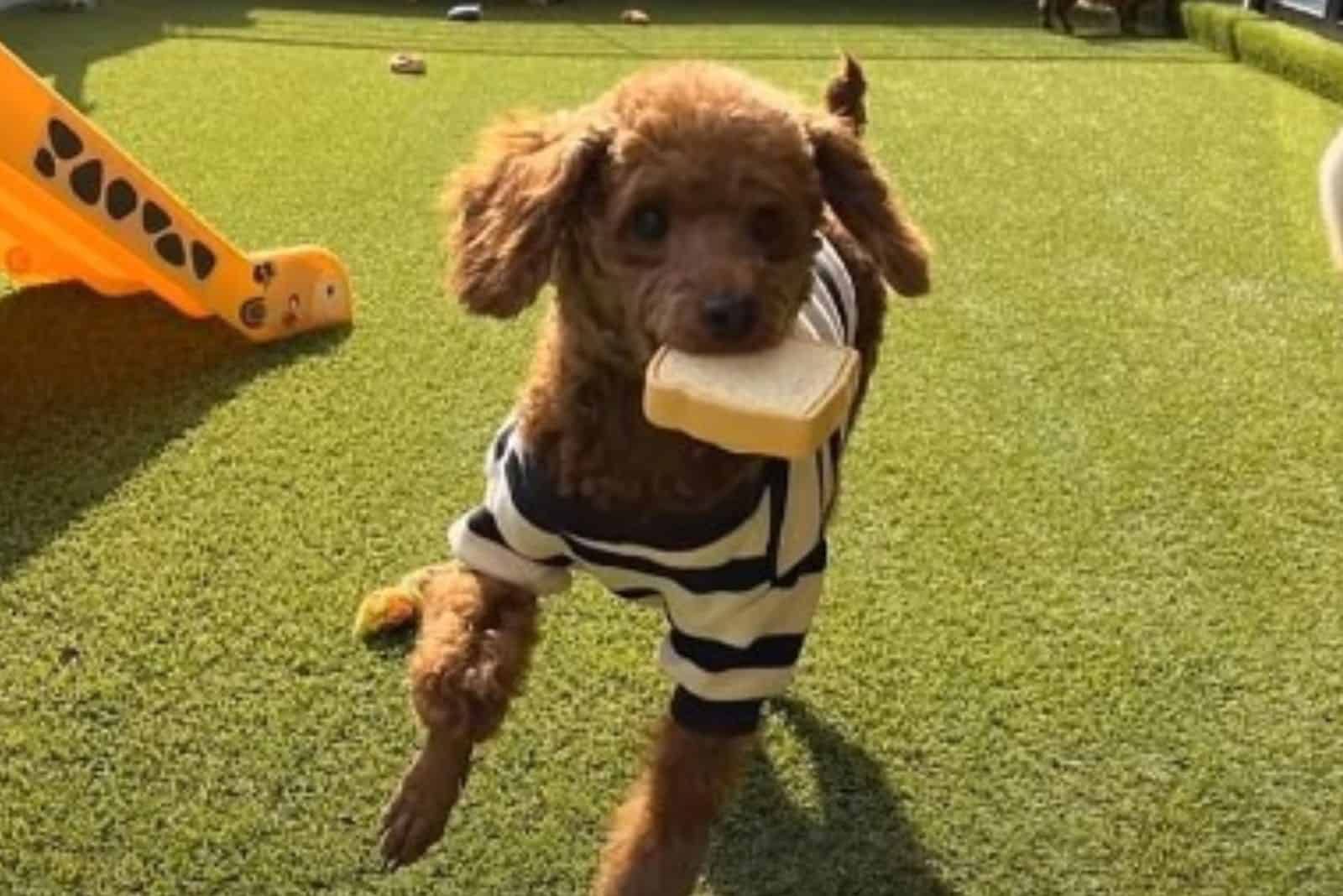 playful rescued dog in the garden