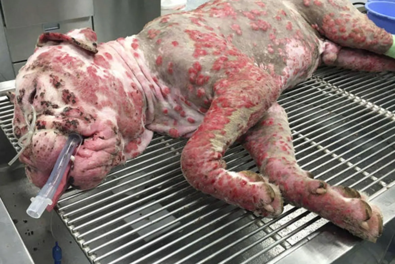 pobre perro en heridas