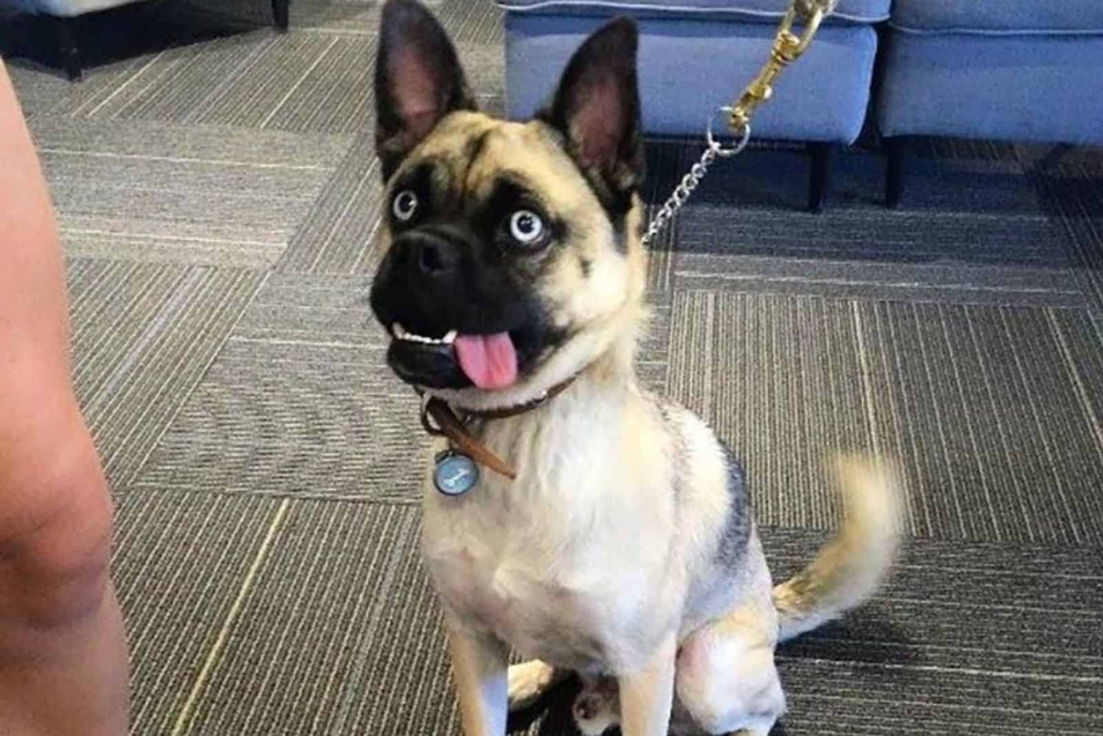 pug and husky mix