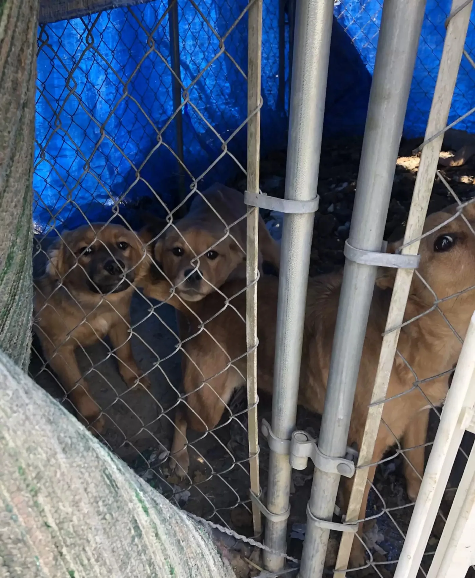 Cachorros en una jaula en un corral sucio.