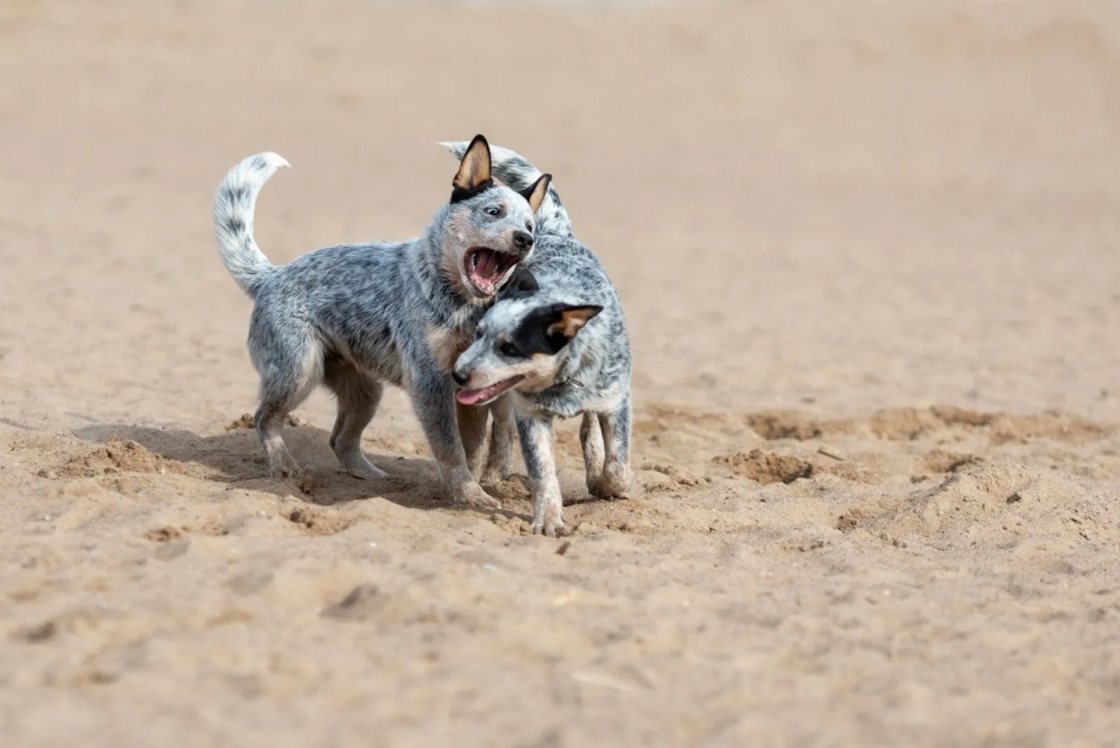 puppies of australian cattle dog or blue heeler playing together