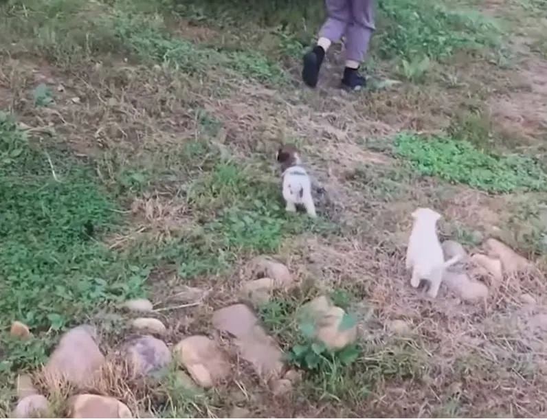 puppies with a special bond running together