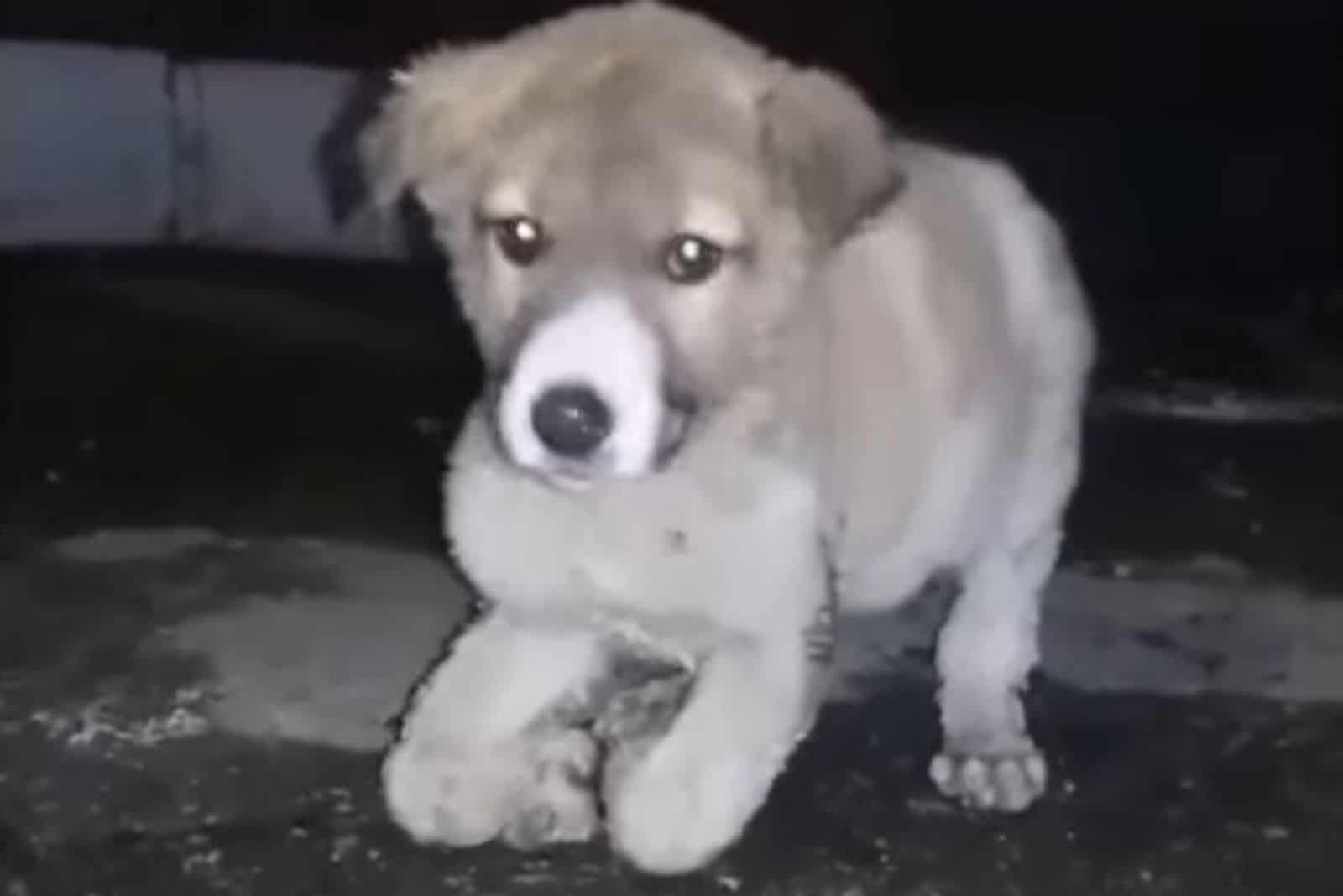 puppy in night