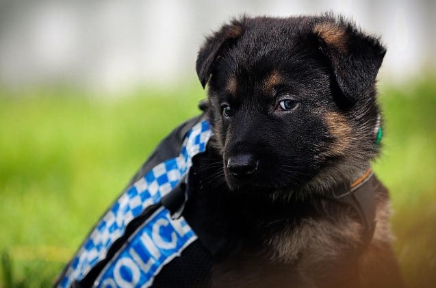 puppy in the garden with downcast eyes