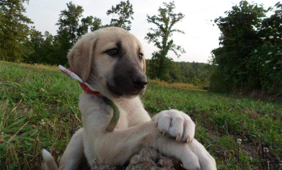 puppy of a large breed of anatolian shepherd