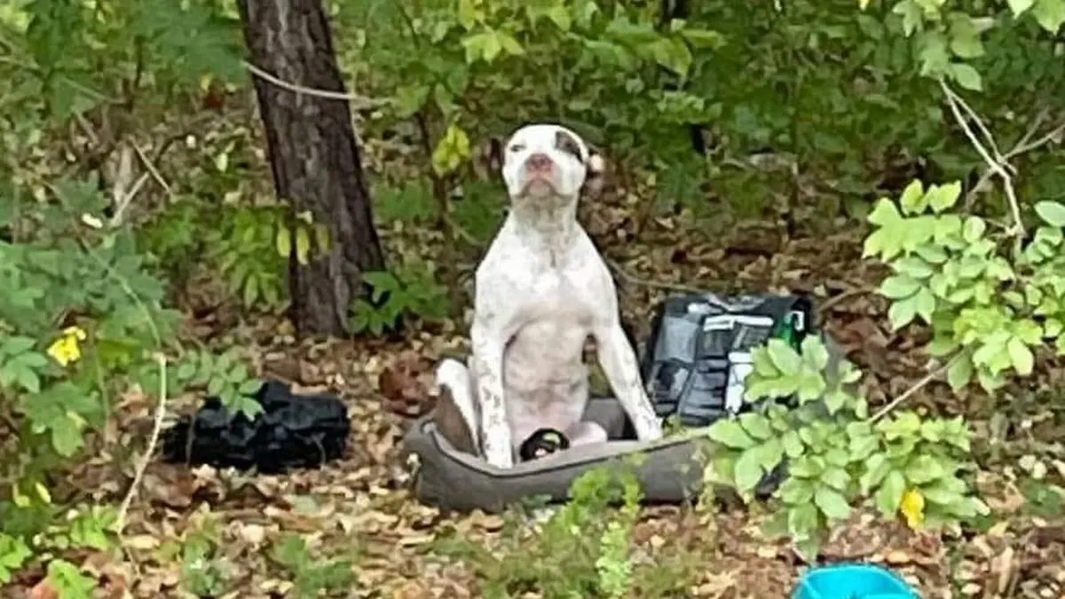 puppy sitting in his bed in the woods