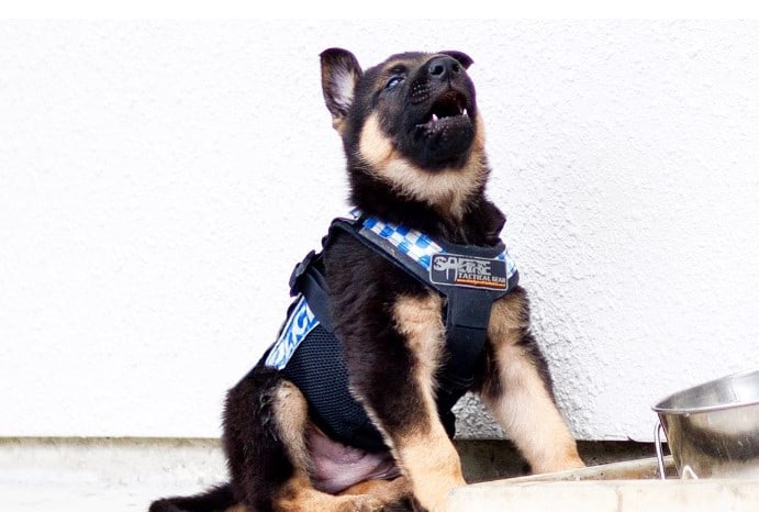 puppy sitting on the sidewalk with a vest