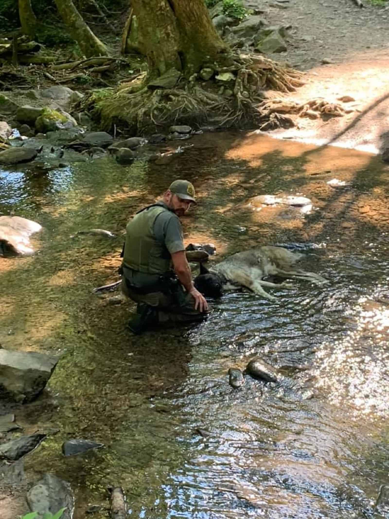 ranger kneeling beside dog lying in water in the forest