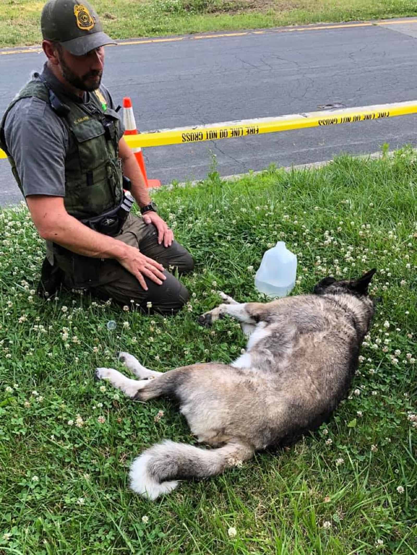 ranger sitting on the grass beside german shepherd dog he saved