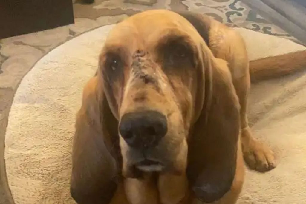 rescue bloodhound sitting on the carpet