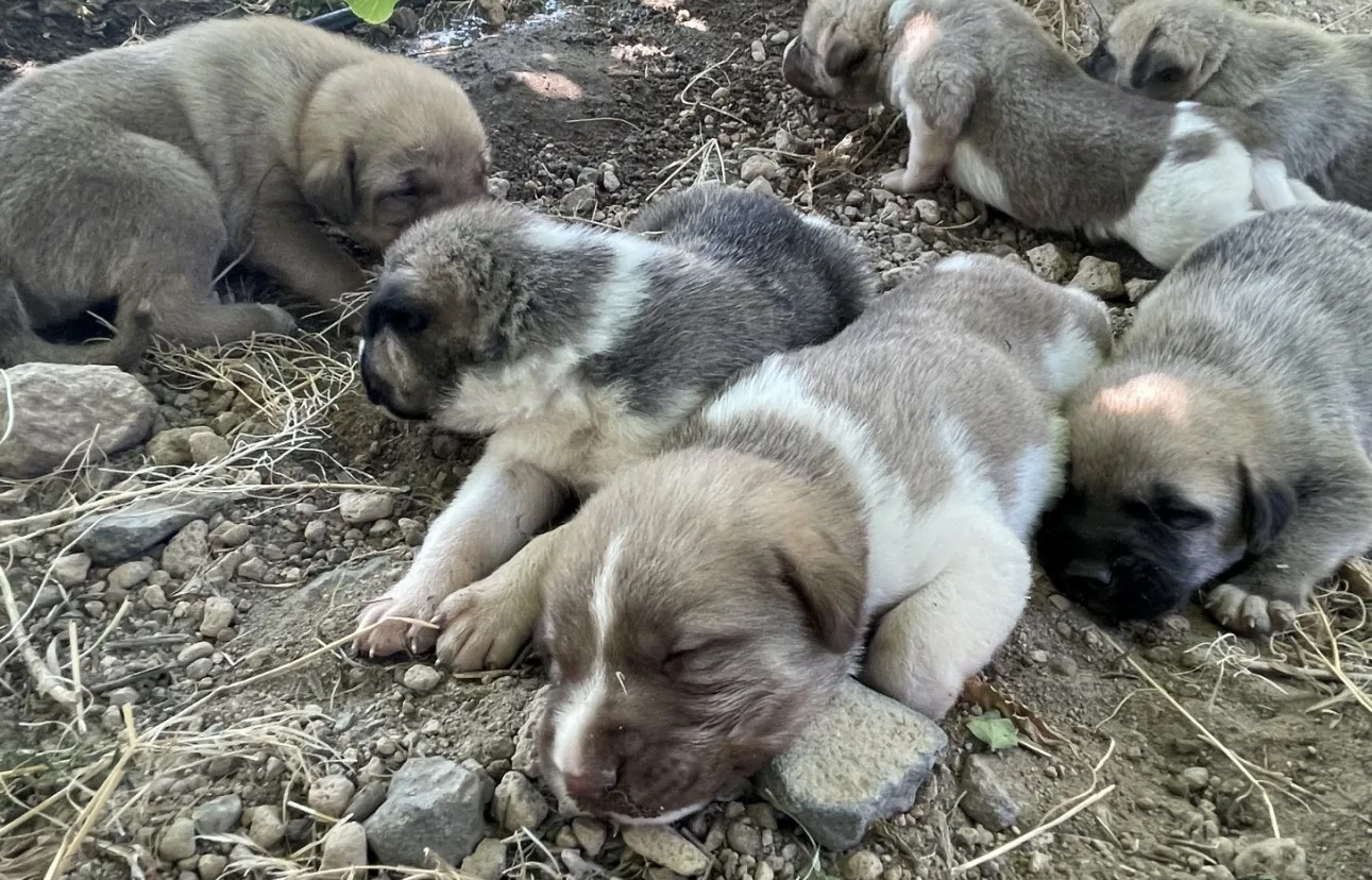 rescued buried puppies sleep on the ground