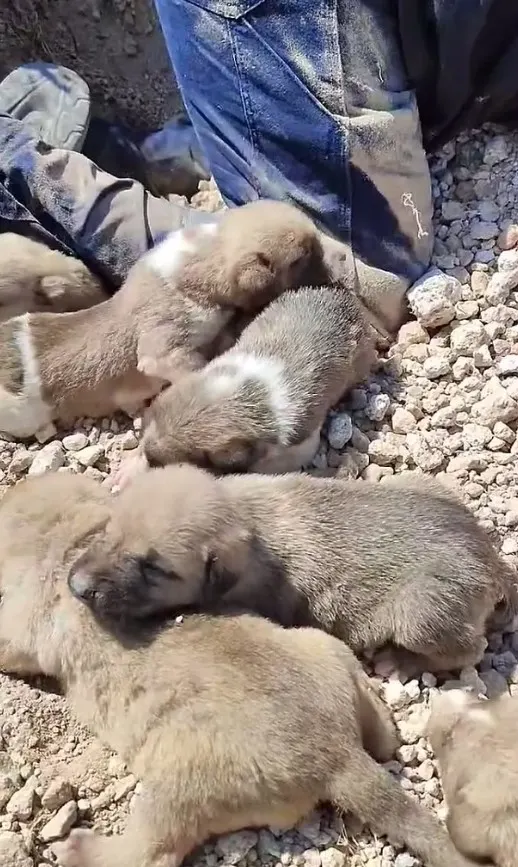 rescued buried puppies