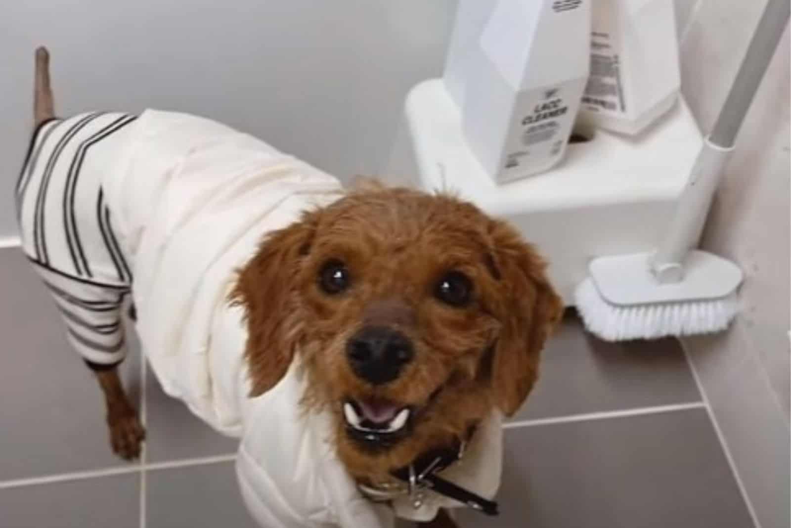 rescued dog trained