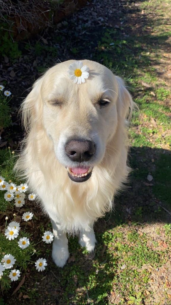 retriever with a flower on his head