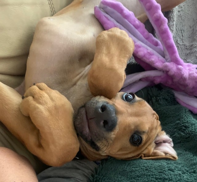 rhodesian ridgeback puppy