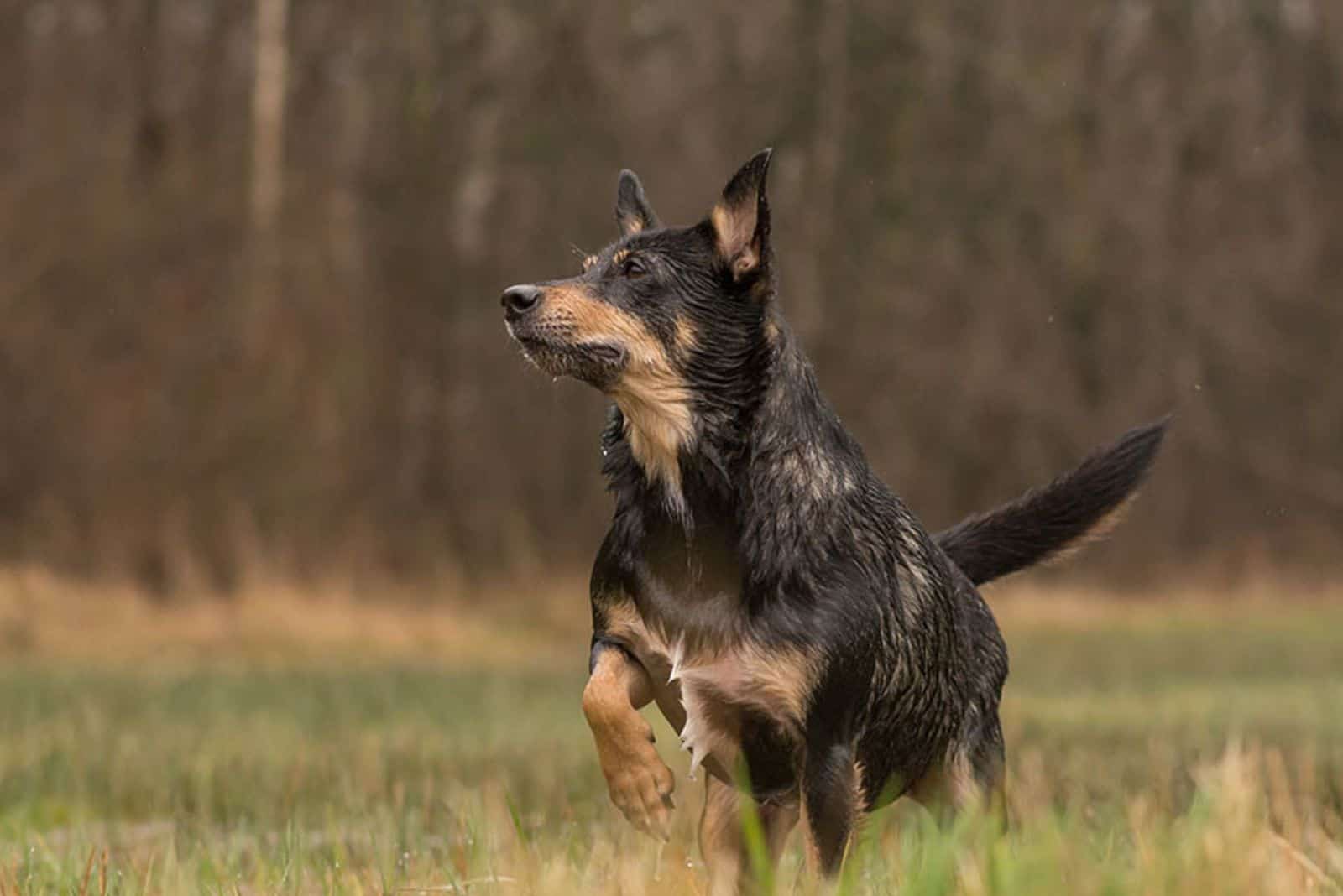 rottweiler and australian shepherd