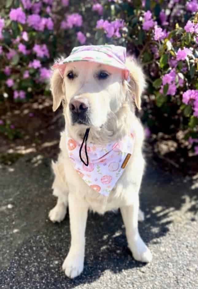 ruby wearing a floral hat and floral bandana