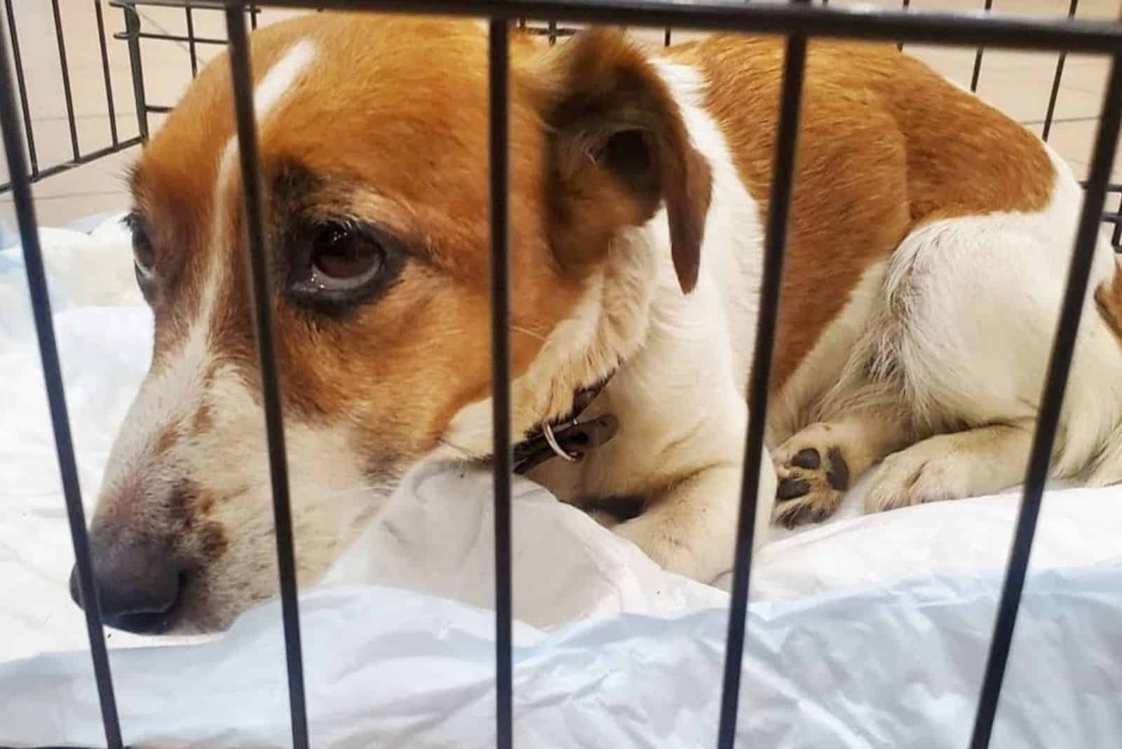 sad dog in a cage