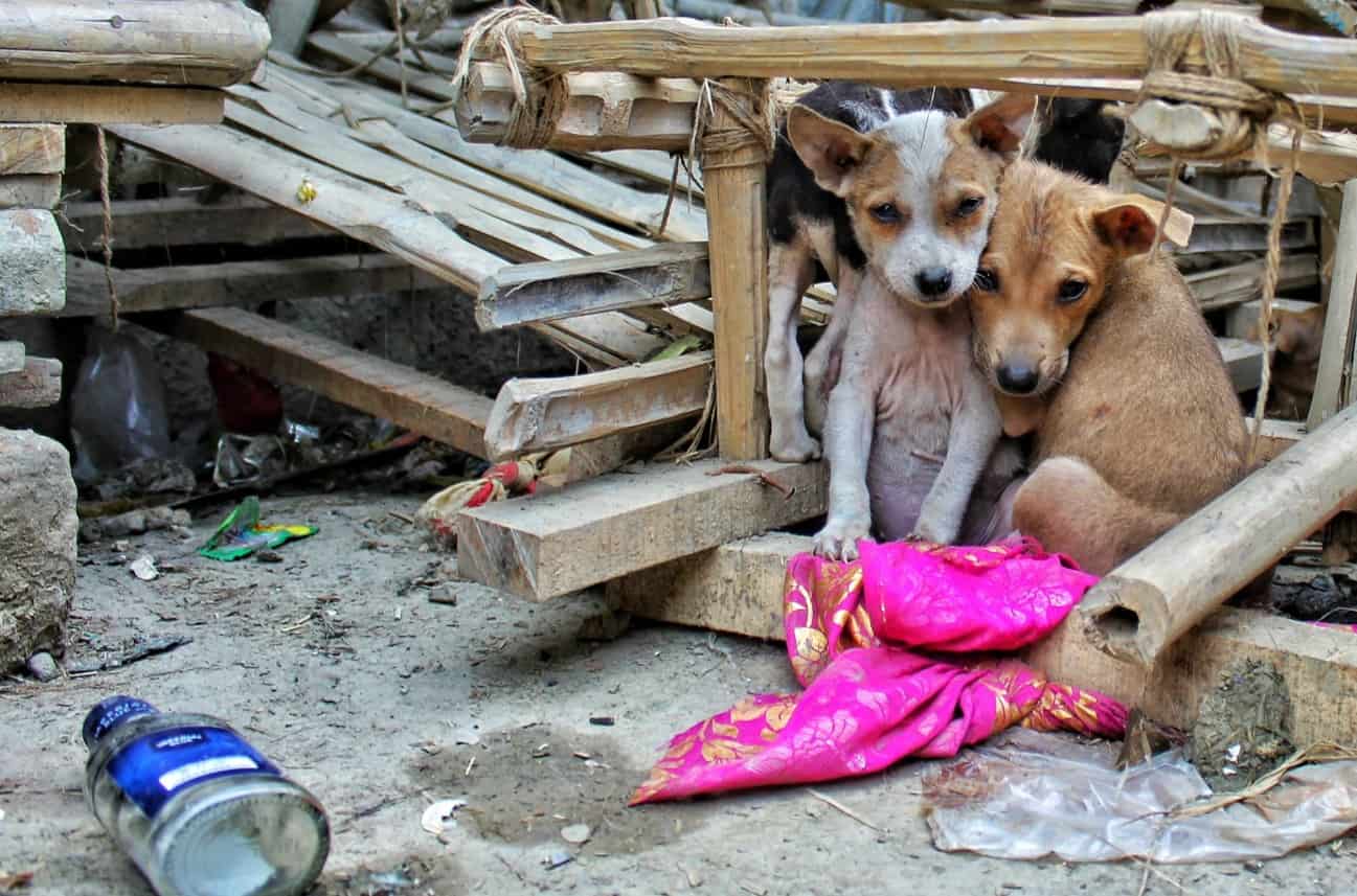 sad homeless dogs