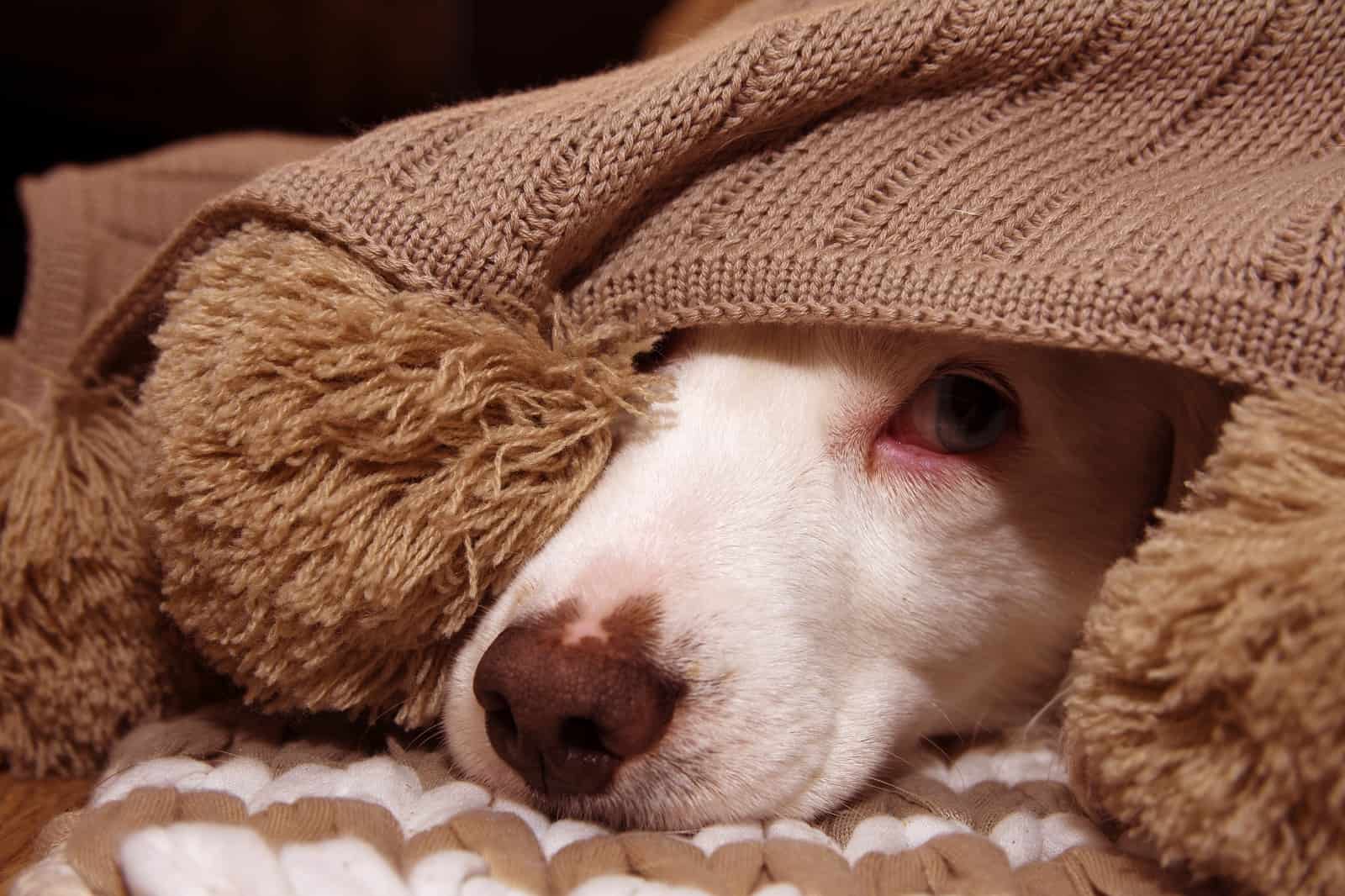 scared dog hiding under blanket on the bed