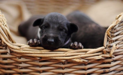 scottish deerhound sleeping in a basket