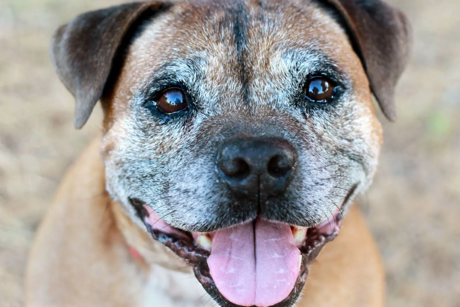 senior dog with happy face