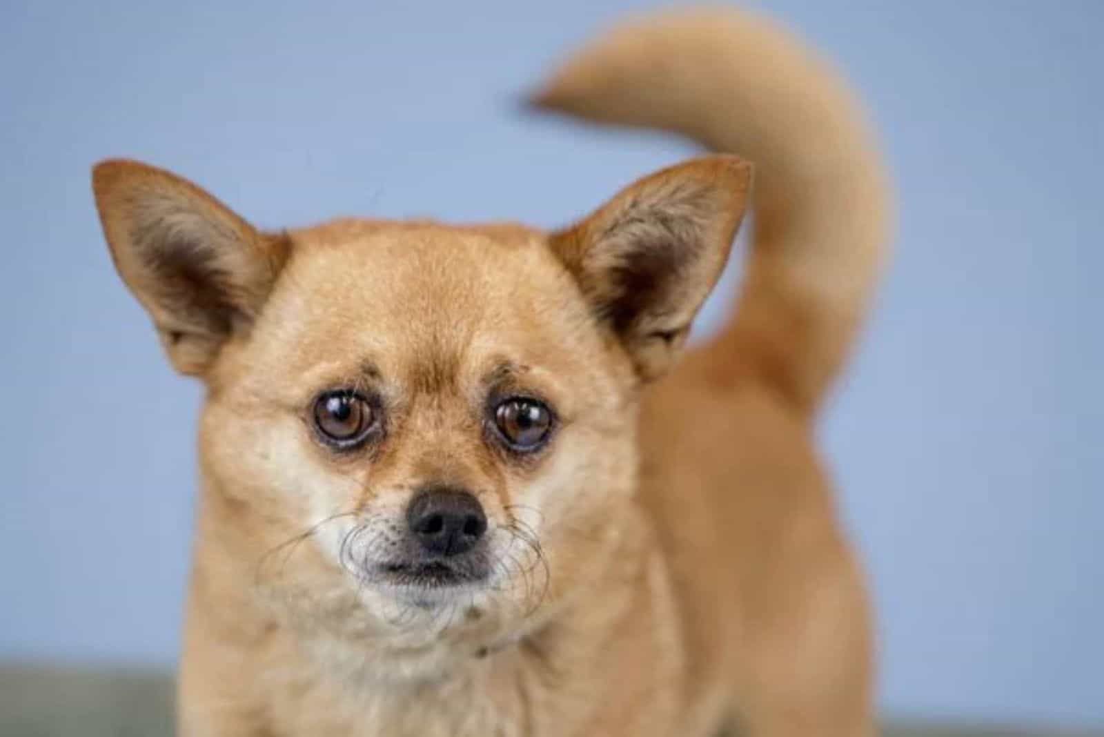 shiba inu and chihuahua mix