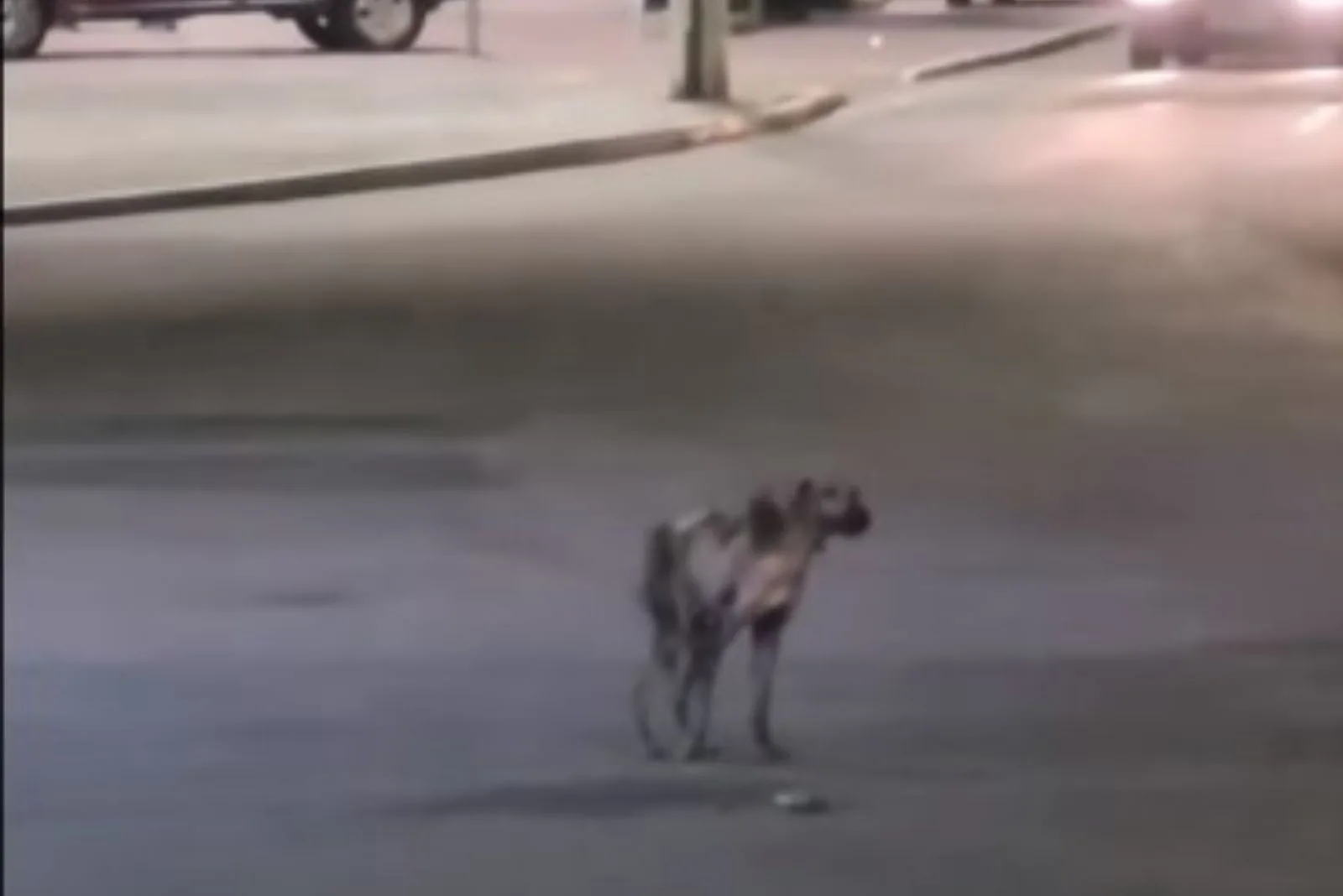 skinny dog on the street