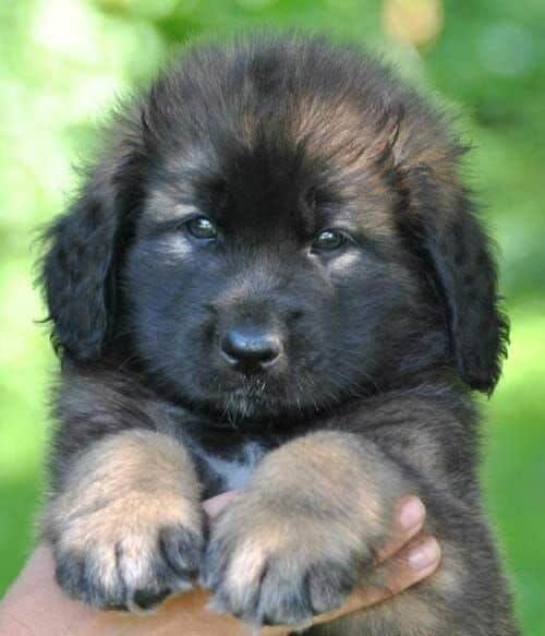 small leonberger puppy