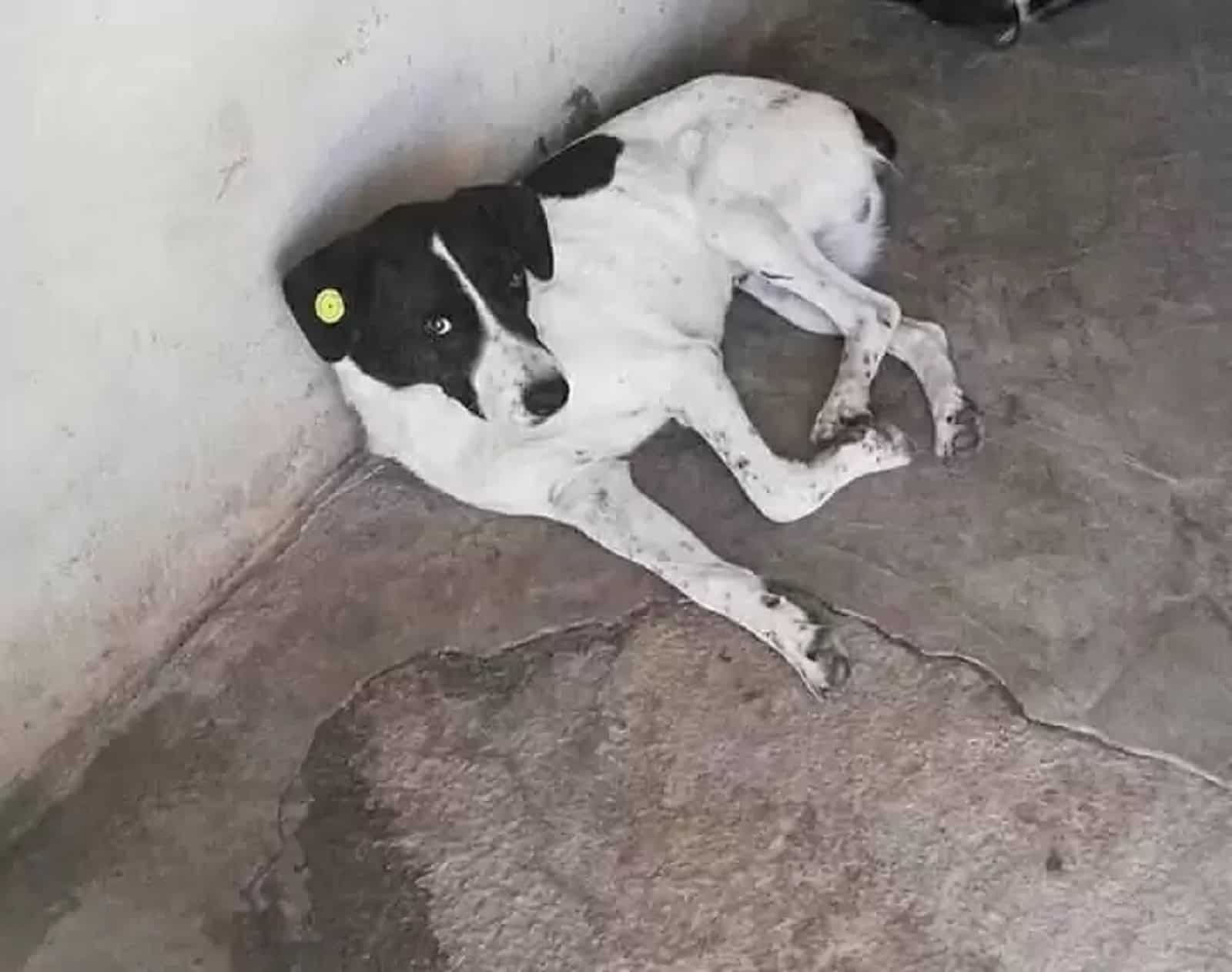 stray dog lying on the concrete floor