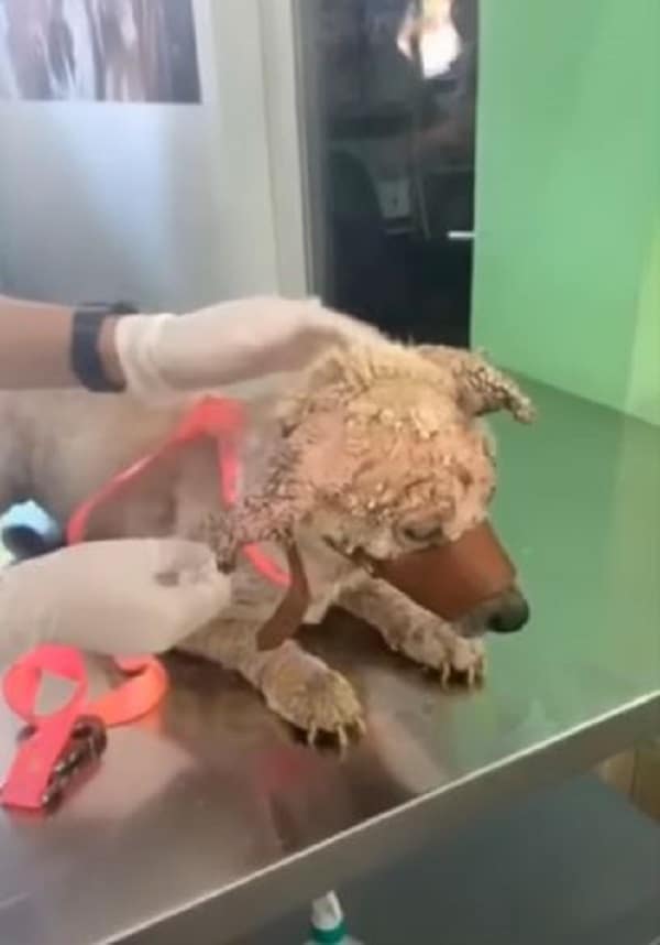 stray dog at vet lying on examination table