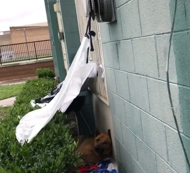 stray dog lying in backyard