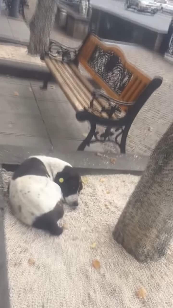stray dog lying on the ground near the bench