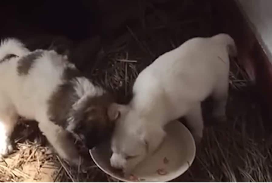 stray puppies eating food that was provided for them