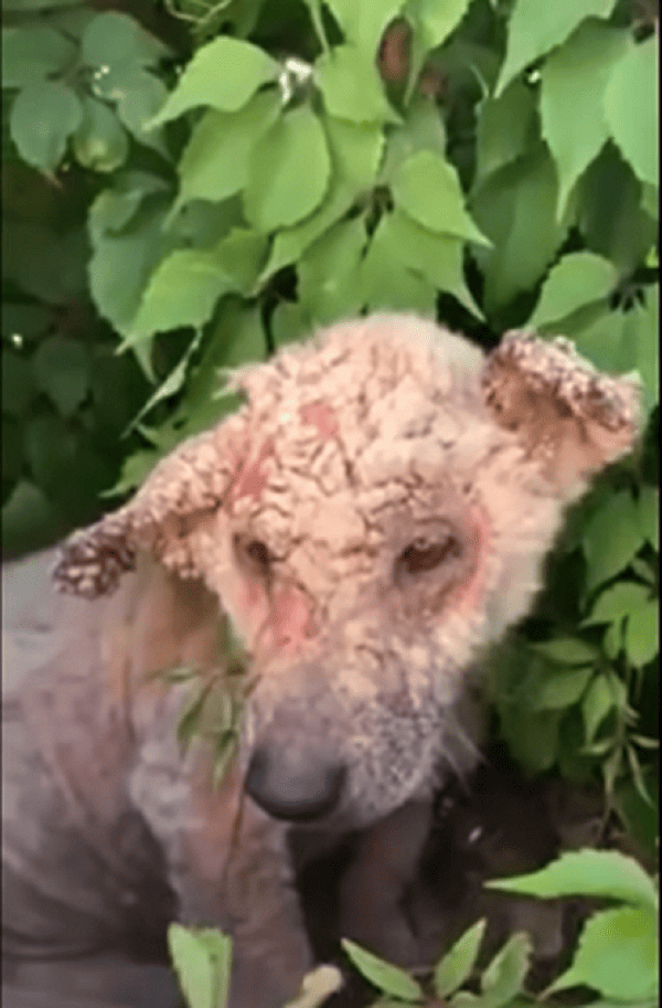 stray puppy in bad condition hiding in the bush