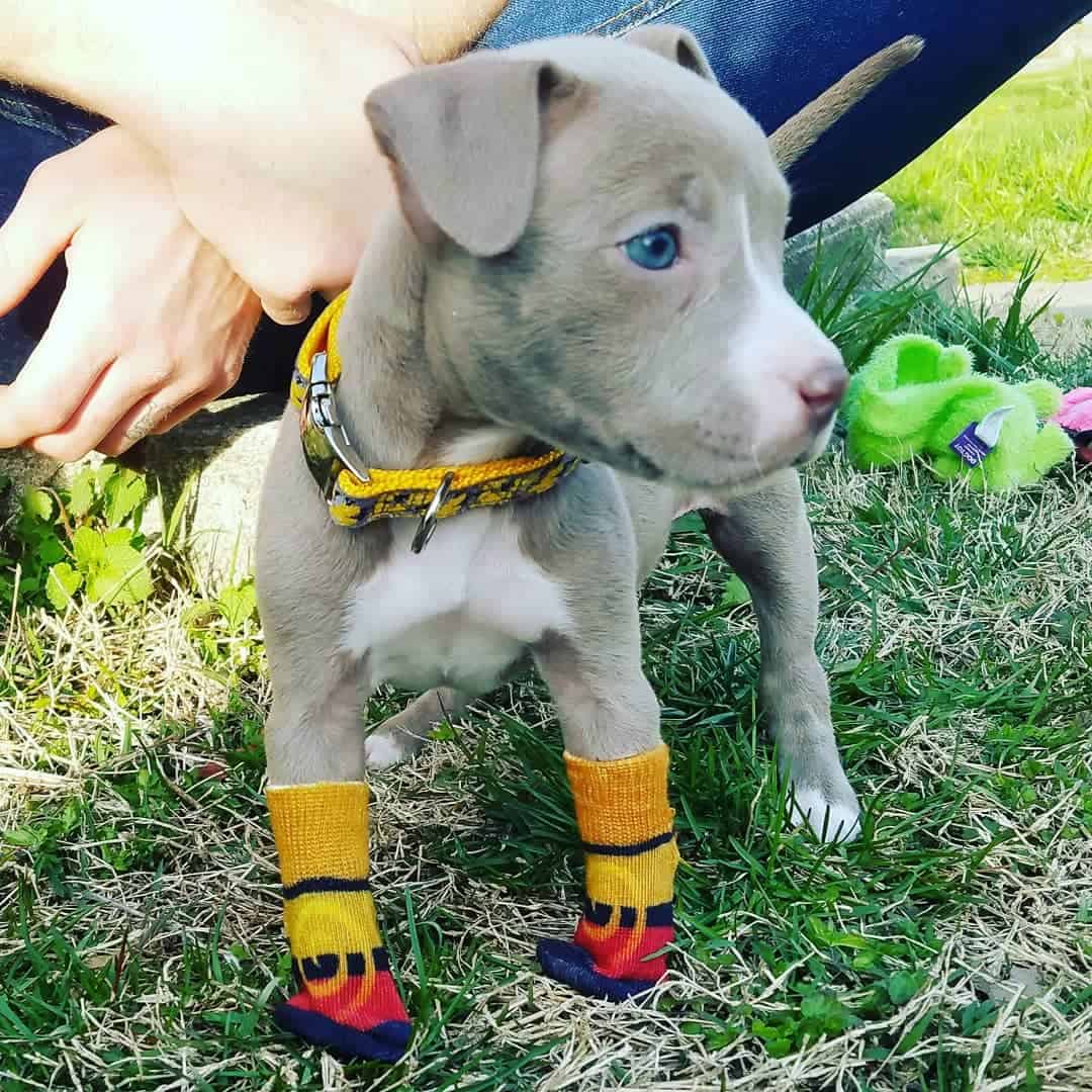 sweet puppy in socks