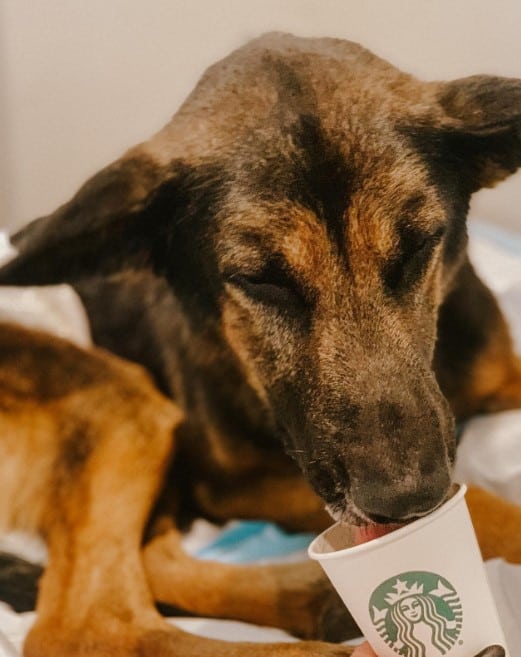 the dog drinks cappuccino from a glass