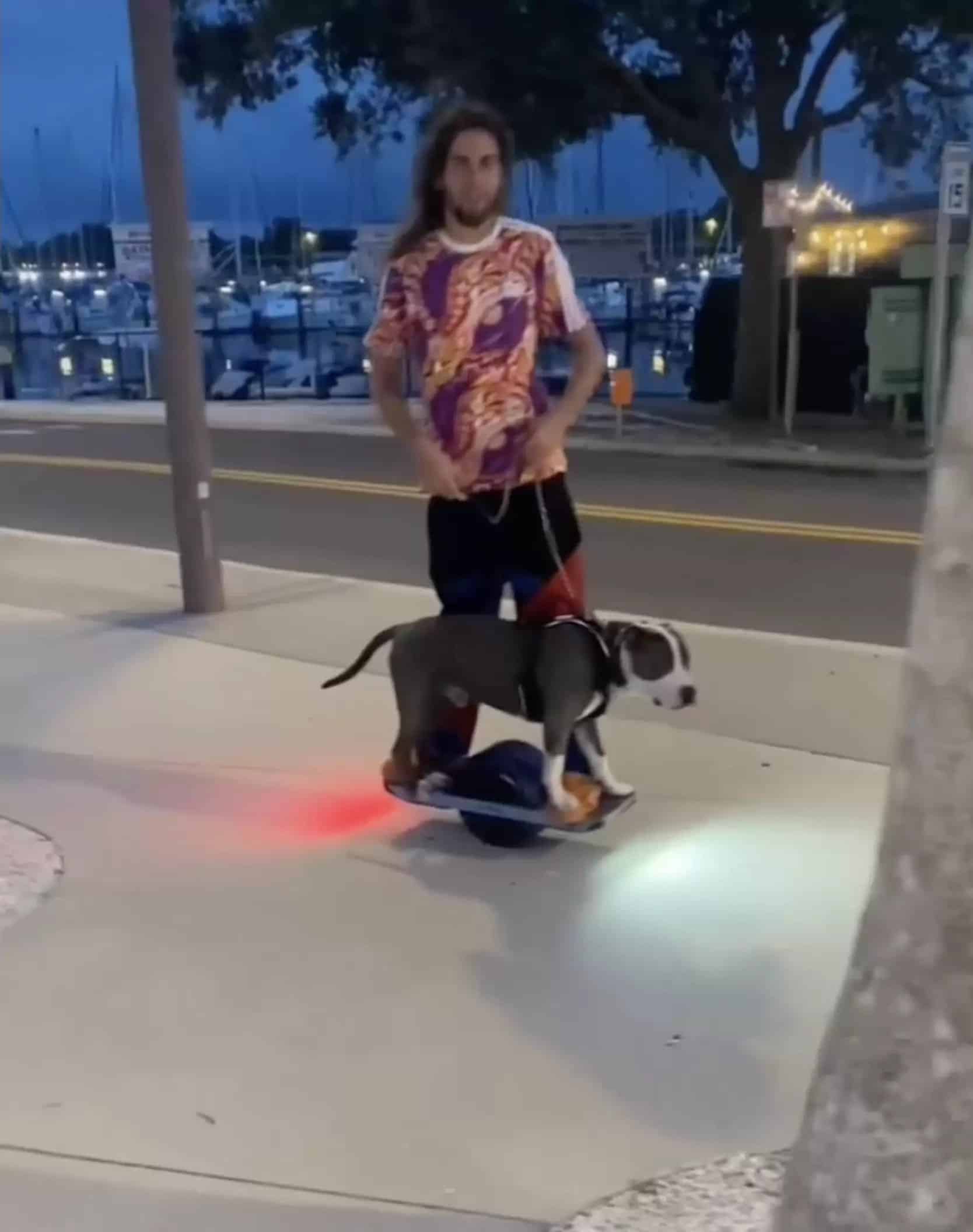 the dog enjoys skateboarding like a superstar