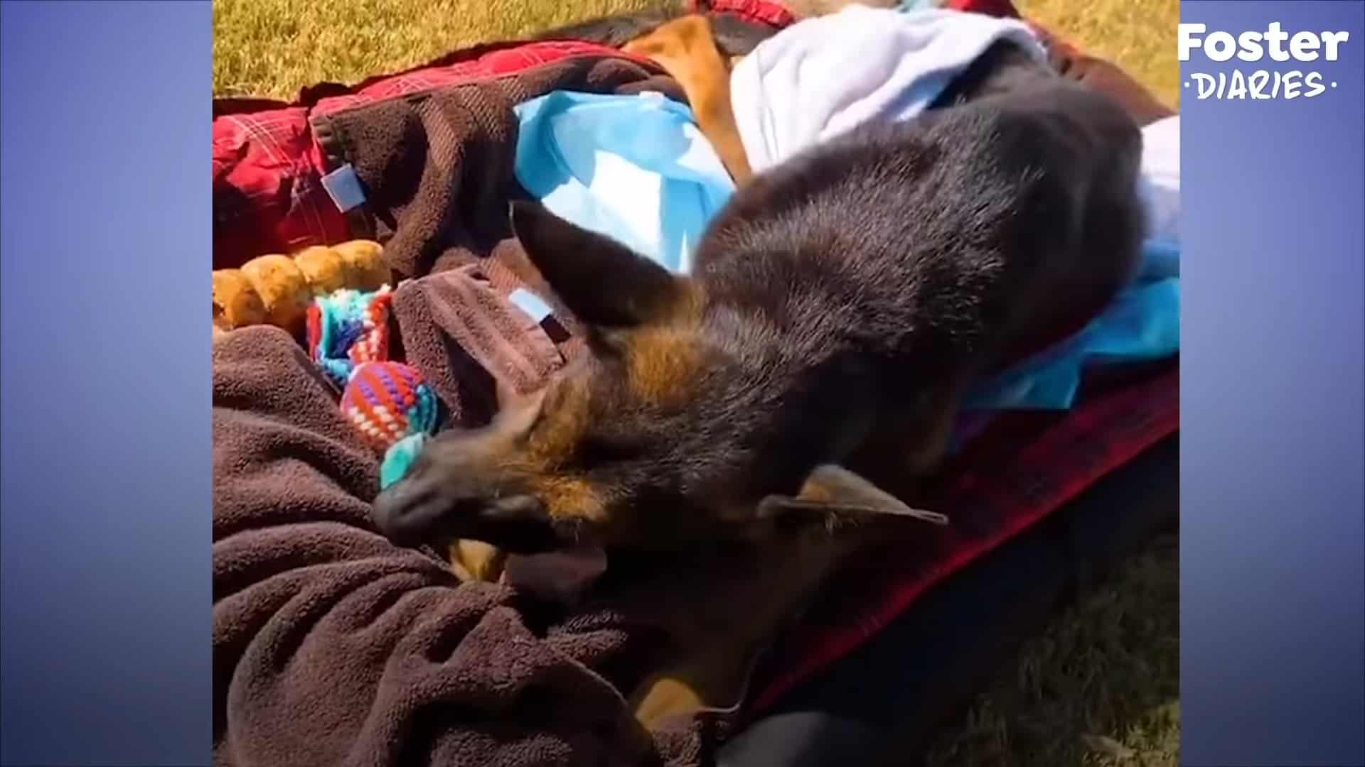 the dog is lying on a mattress in the garden