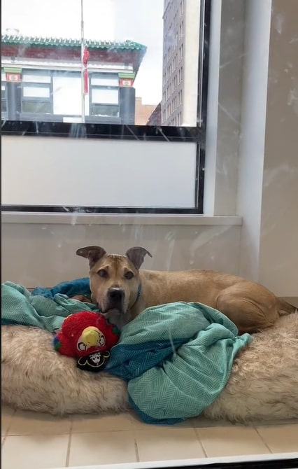 the dog is lying on a shaggy pillow under the window