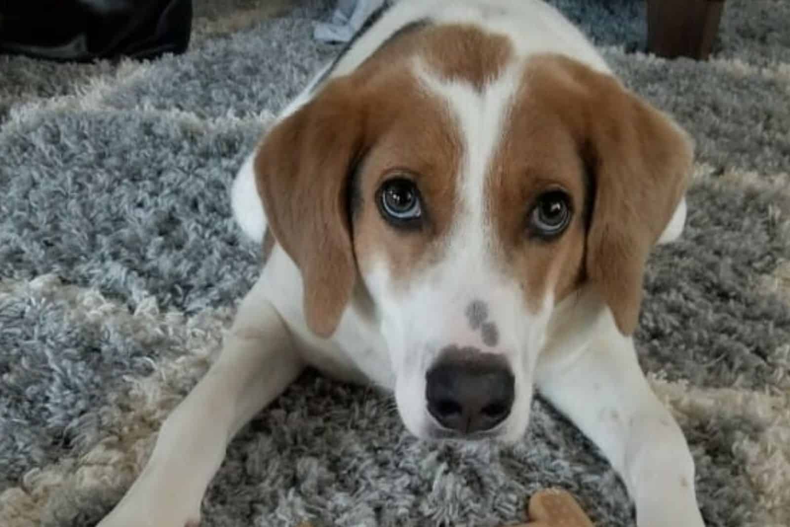 the dog is lying on the carpet and looking at the camera