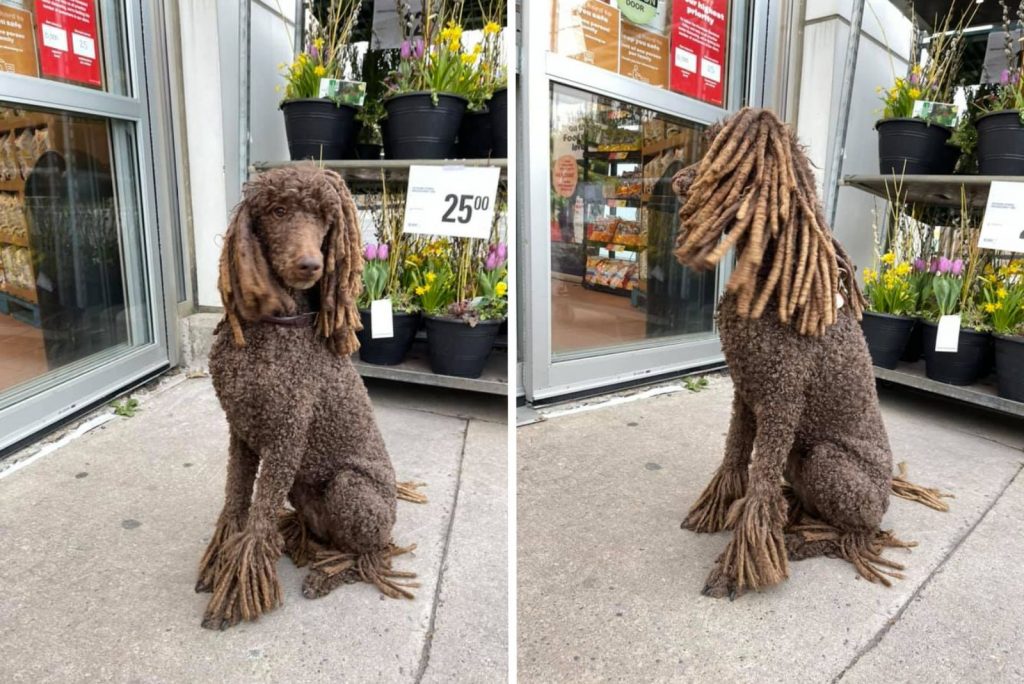 the dog is sitting in front of the shop